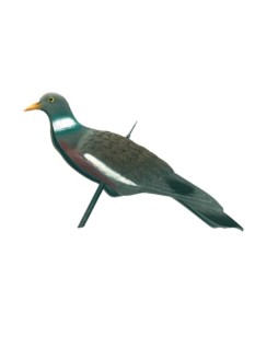 Appelant Pigeon Creux Anglais