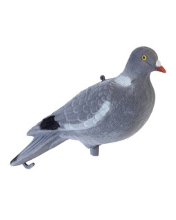 Appelant Pigeon Flossy